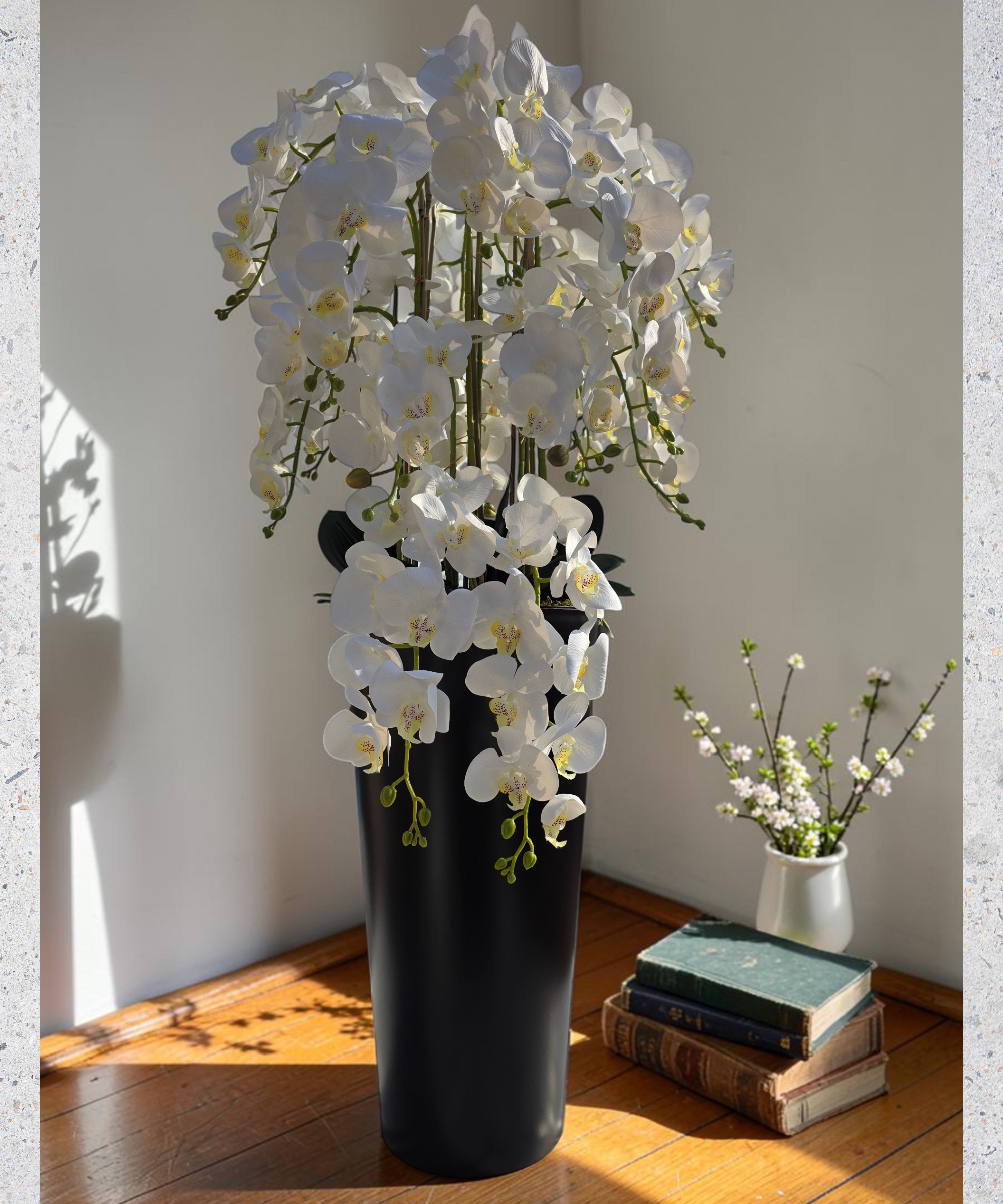 Orchidėja Ernesta - Image 3
