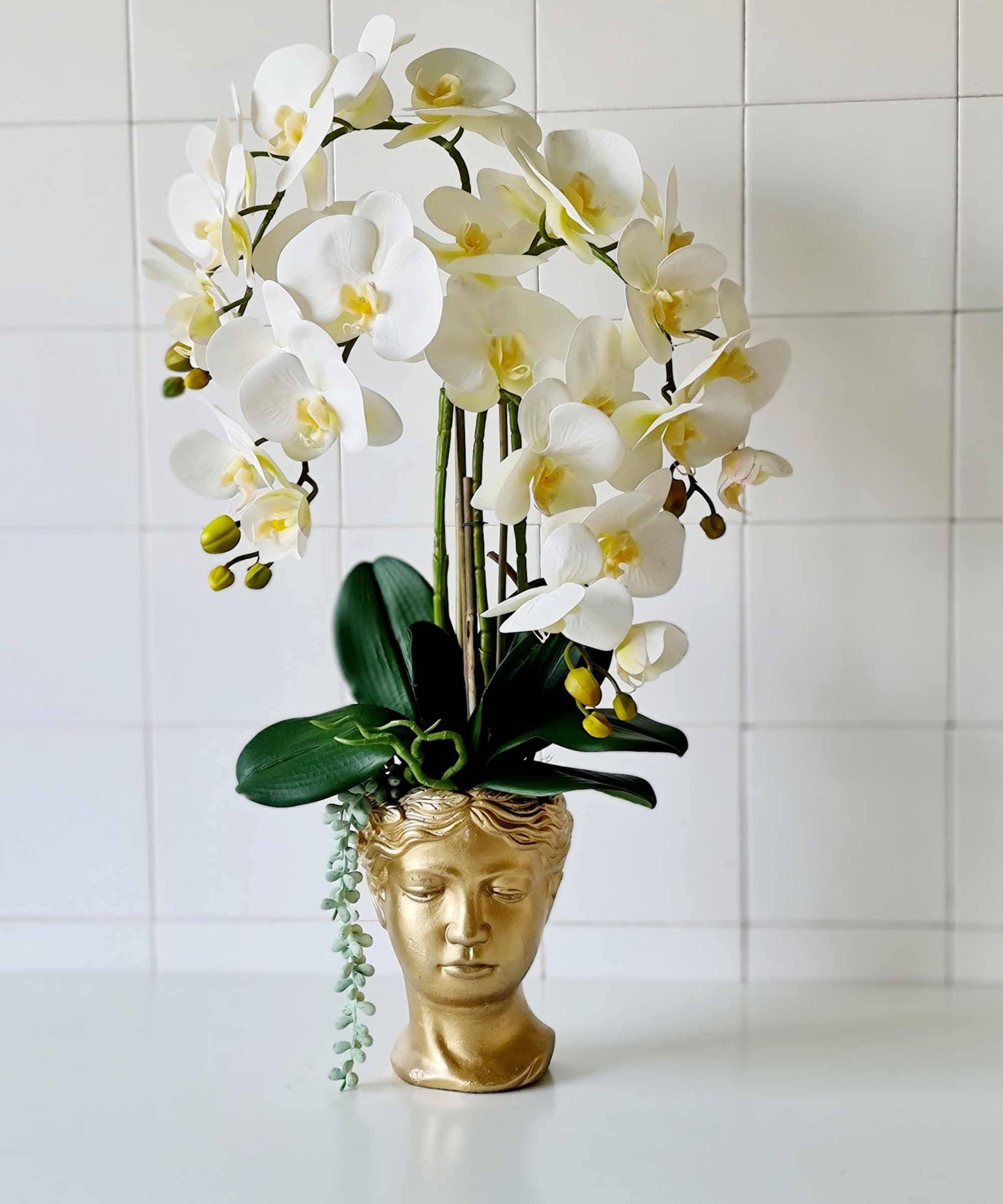 Orchidėja Milana