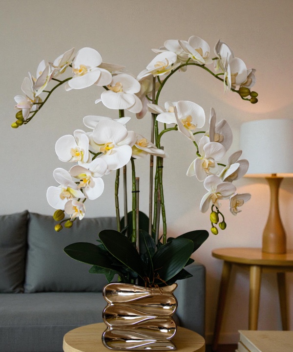 Orchidėja Indrė - Image 2