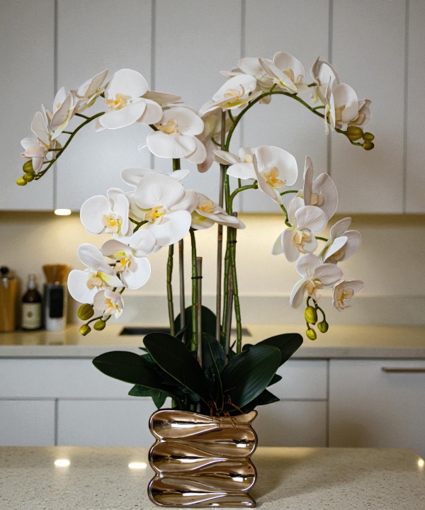 Orchidėja Indrė