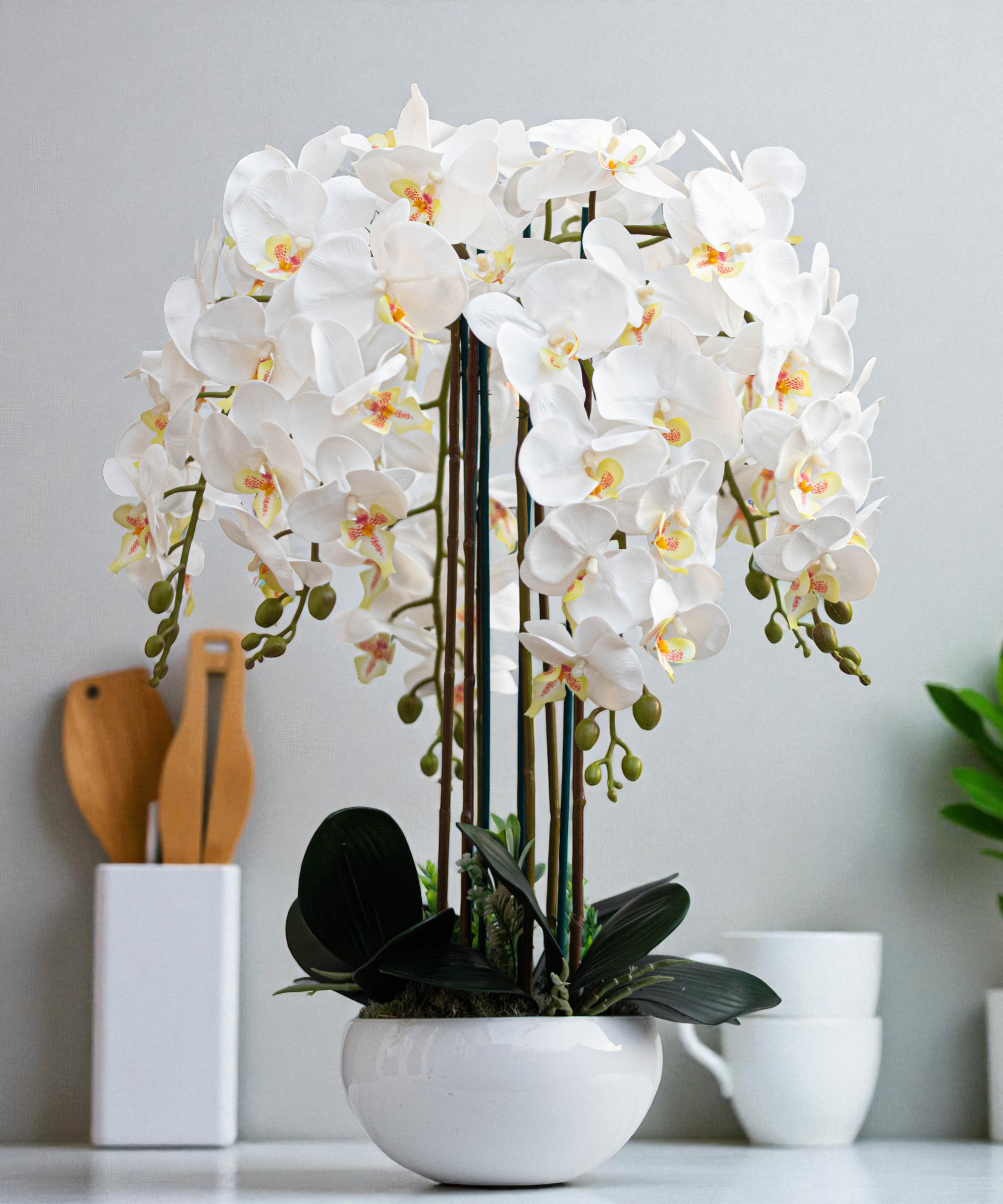 Orchidėja Saulė - Image 2