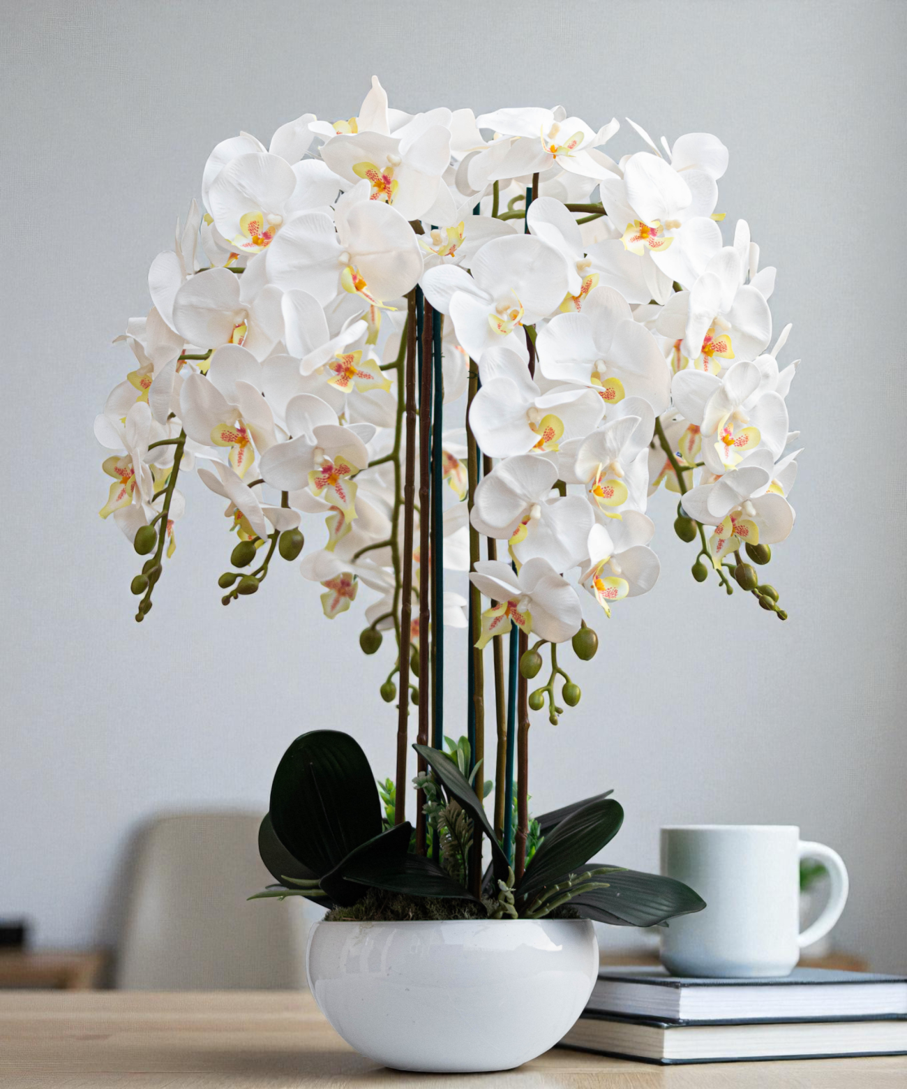 Orchidėja Saulė