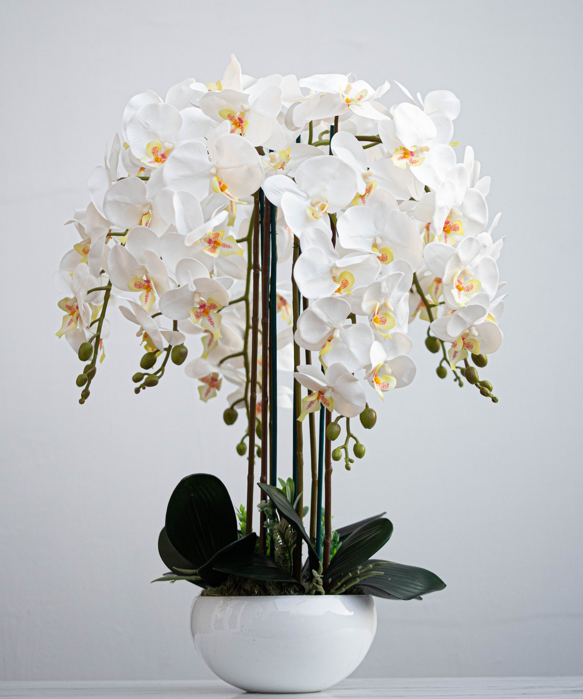 Orchidėja Saulė - Image 3