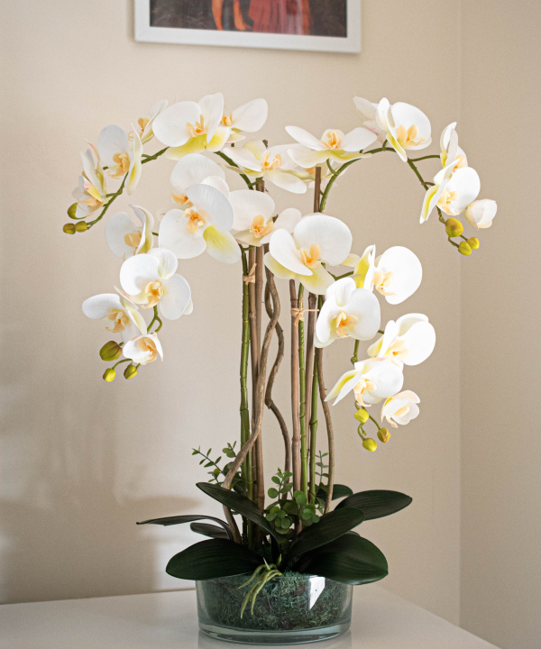Orchidėja Austėja - Image 3