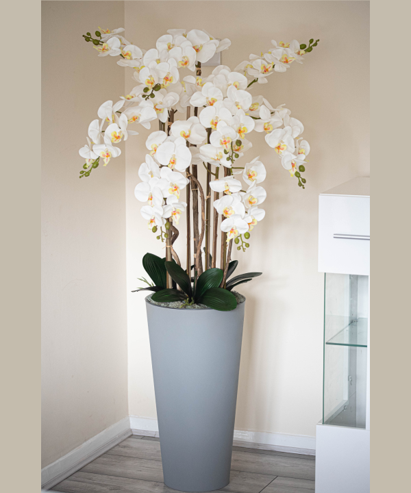 Orchidėja Aušra - Image 4