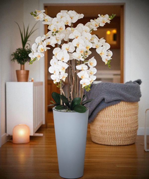 Orchidėja Aušra - Image 2
