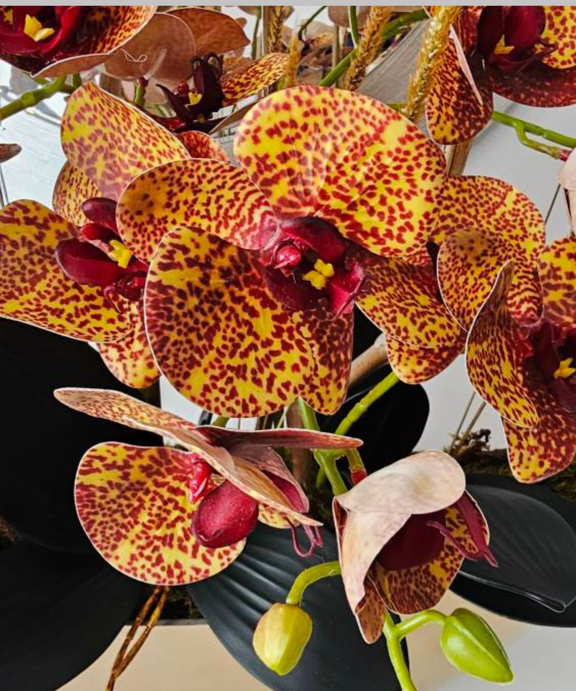 Orchidėja Gabija - Image 2