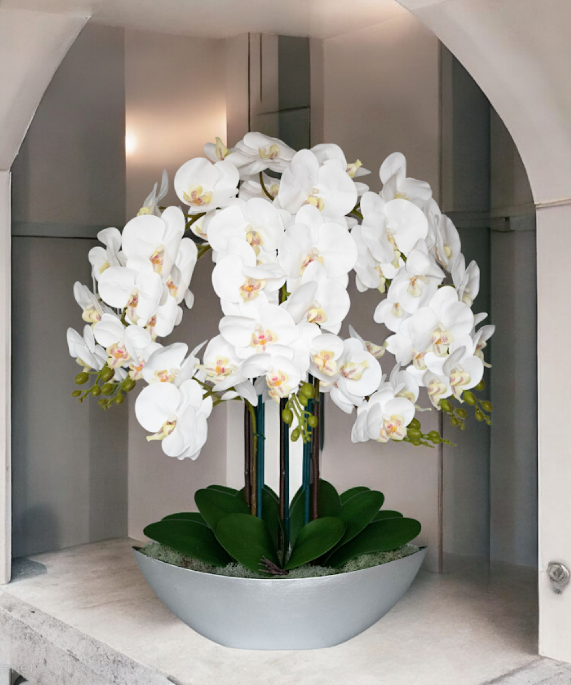 Orchidėja Diana