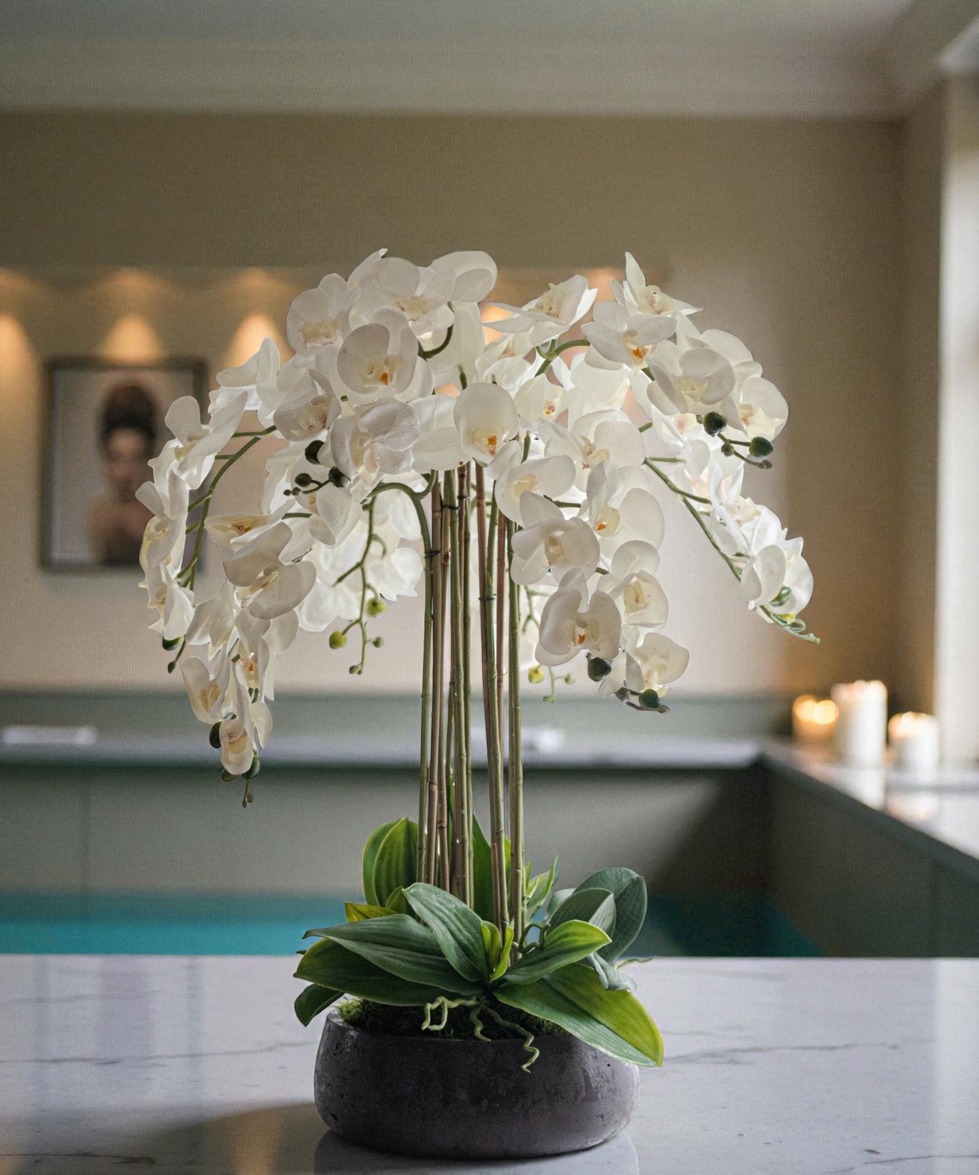 Orchidėja Rasa - Image 2
