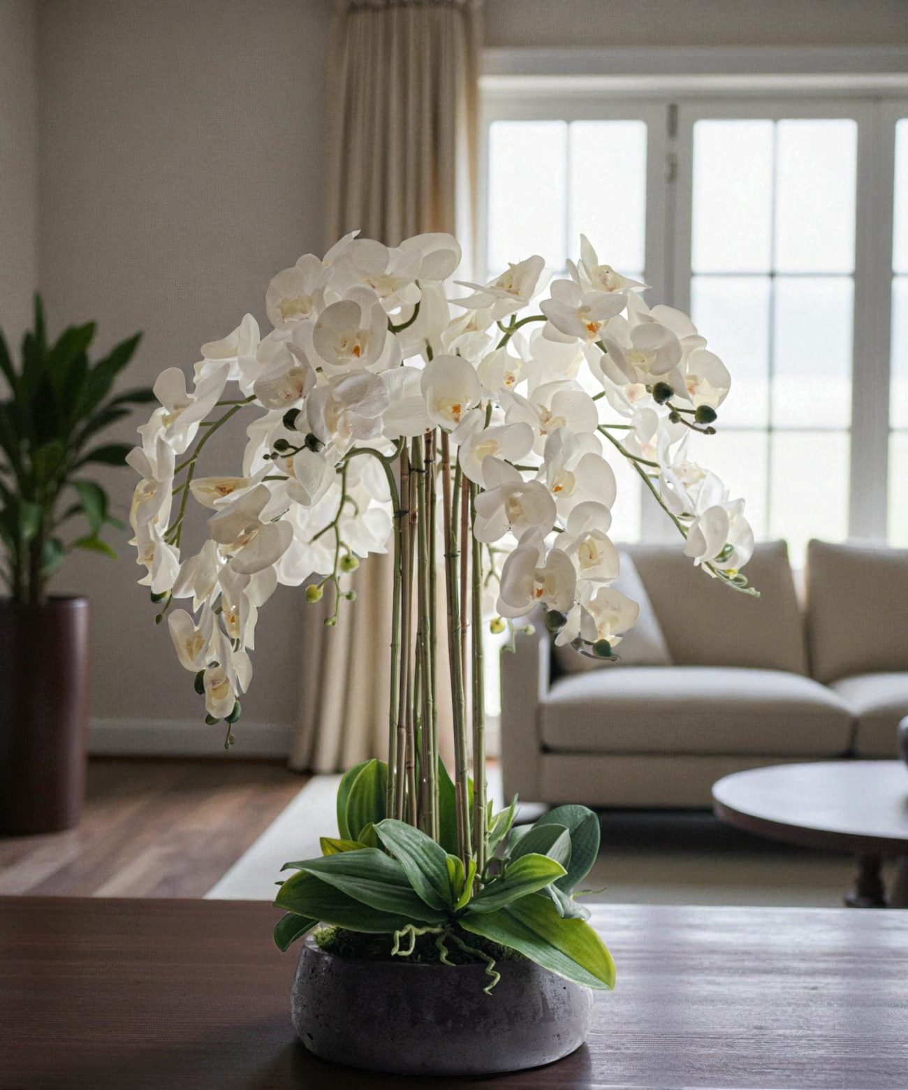 Orchidėja Rasa