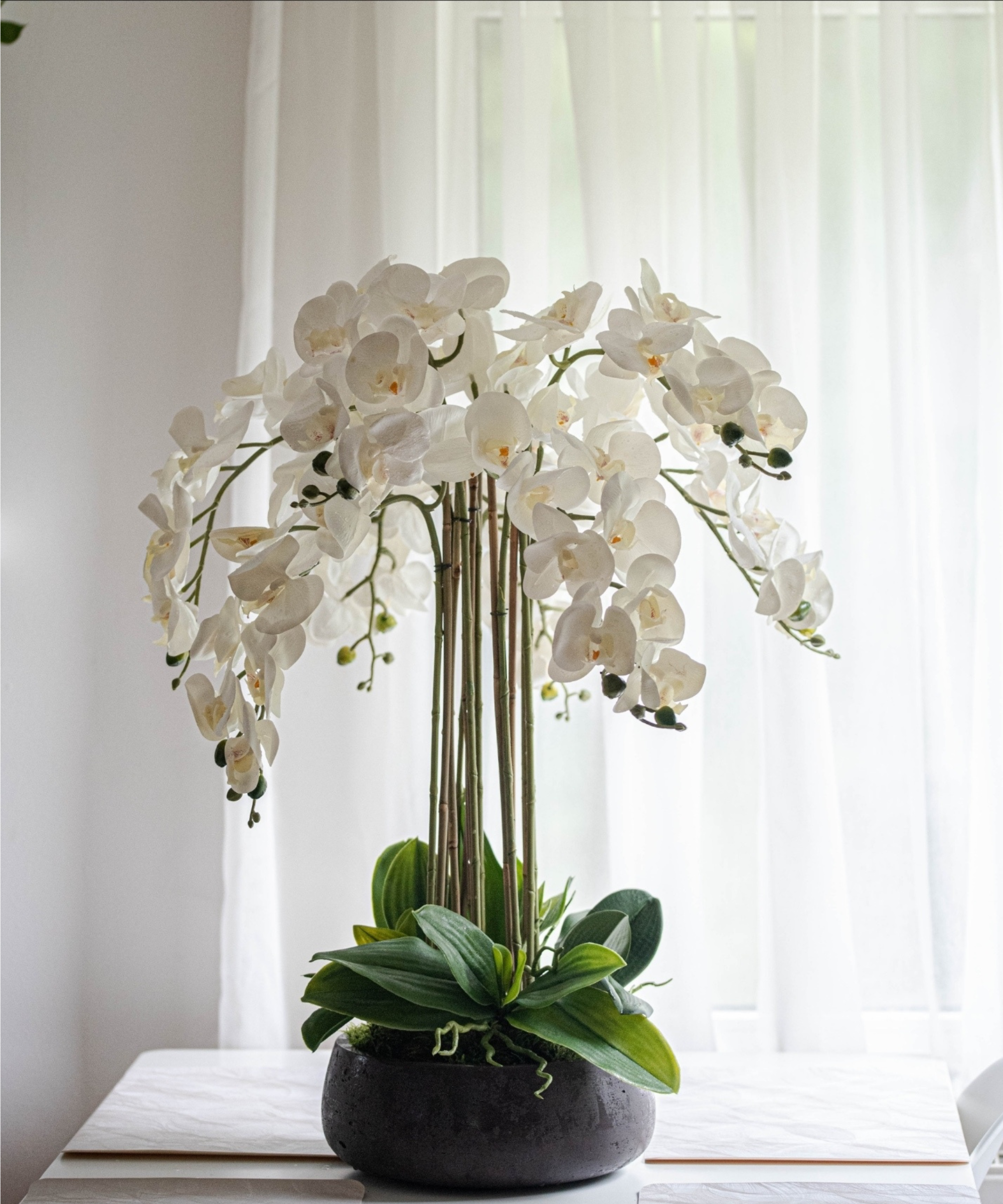 Orchidėja Rasa - Image 4