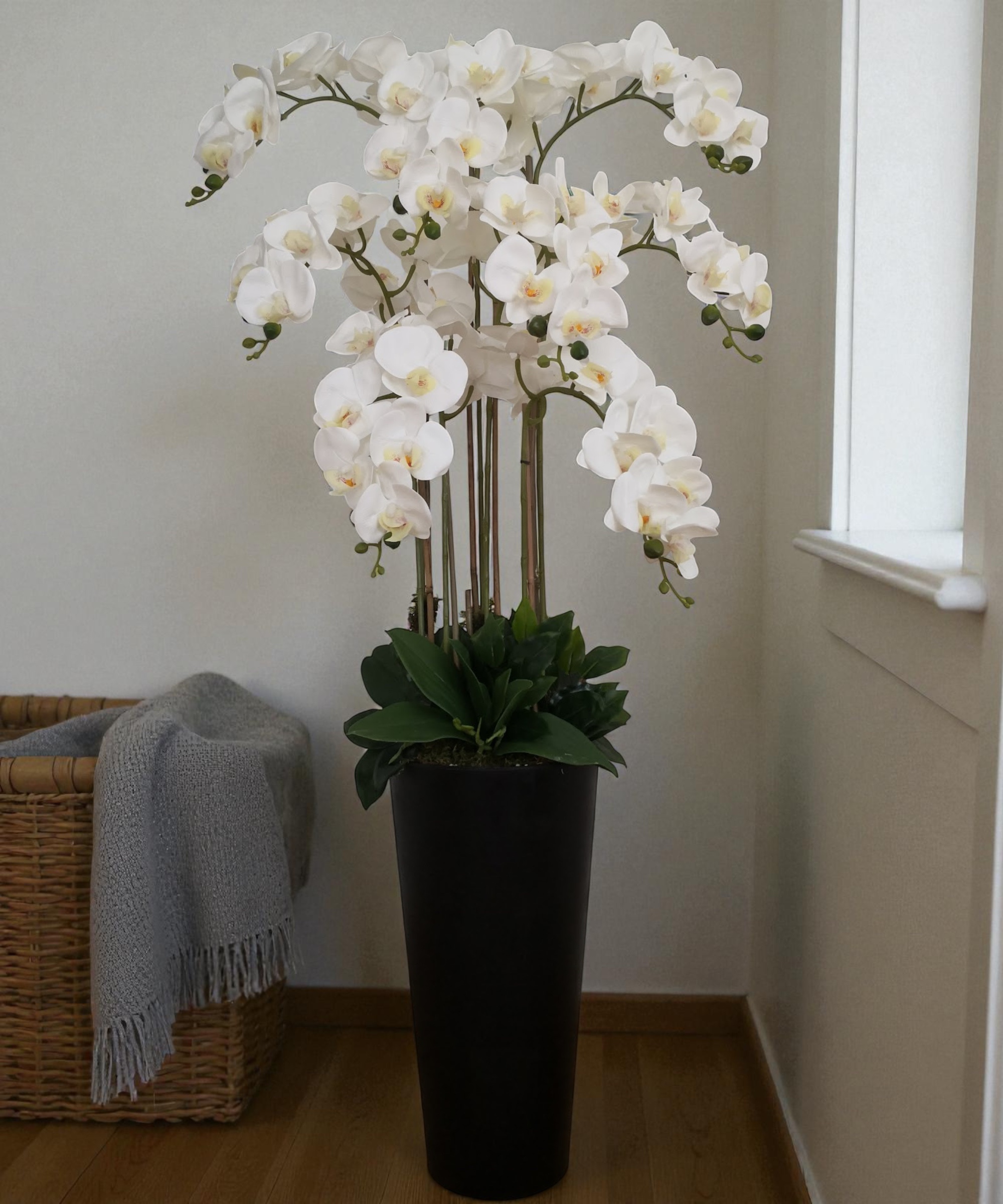 Orchidėja Deimantė