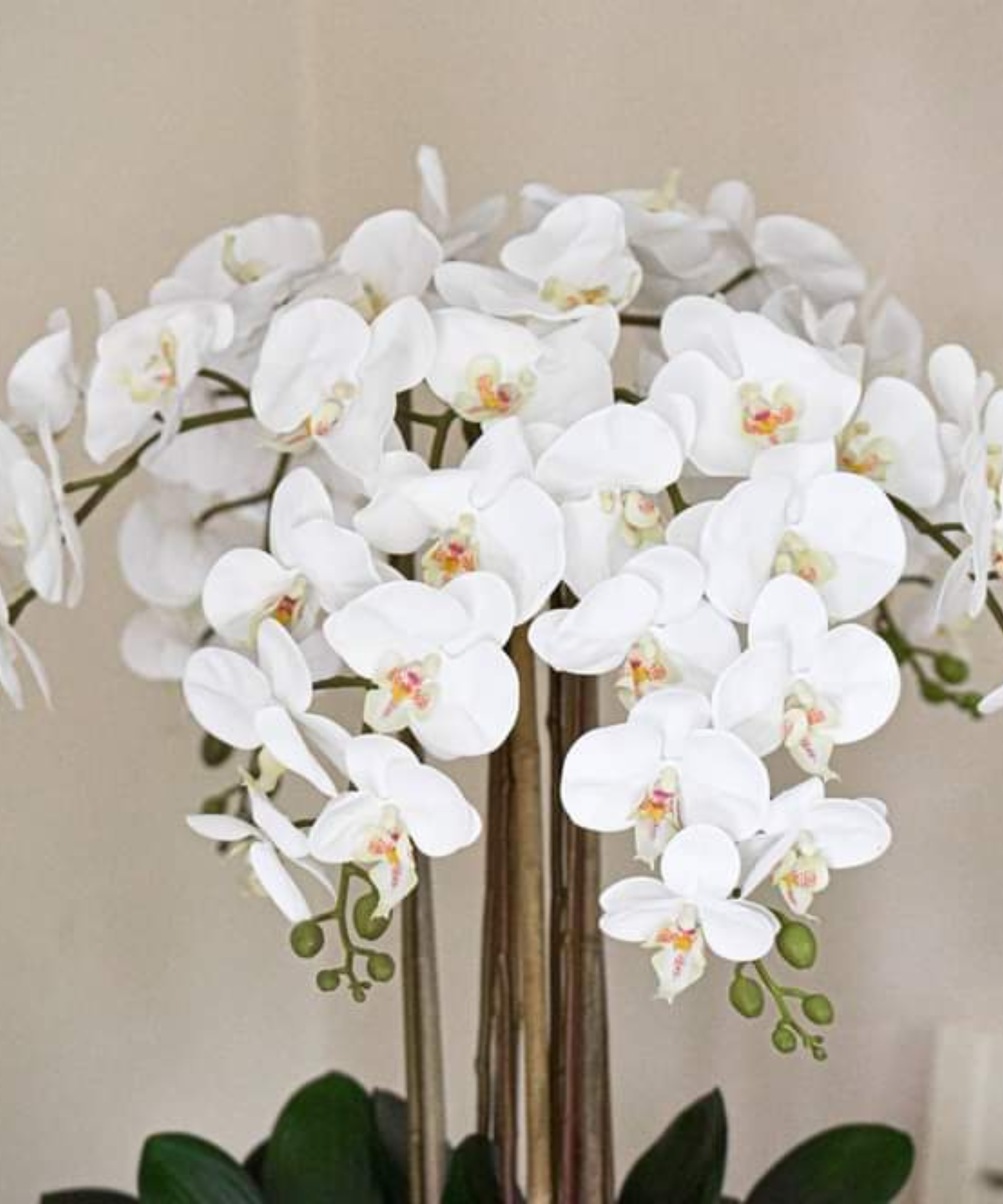 Orchidėja Lėja - Image 2