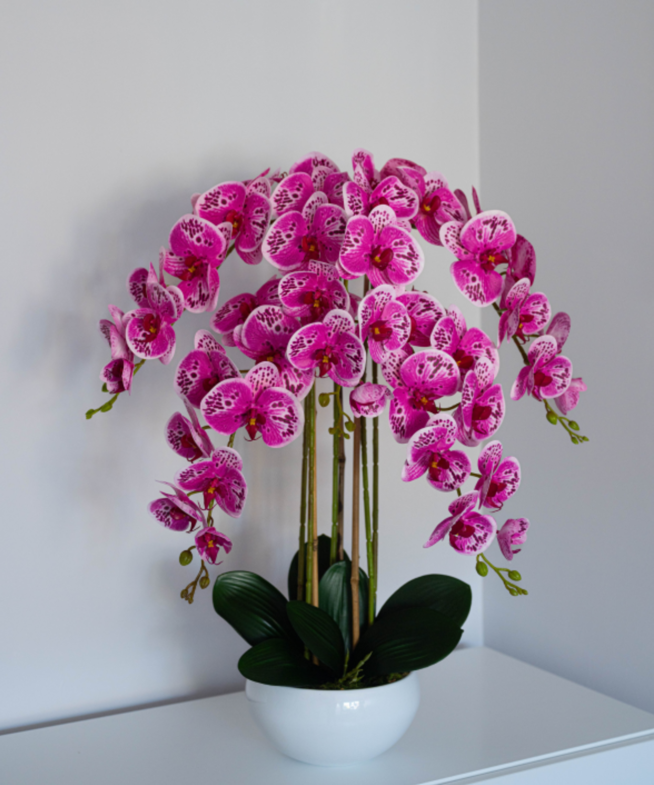 Orchidėja Monika