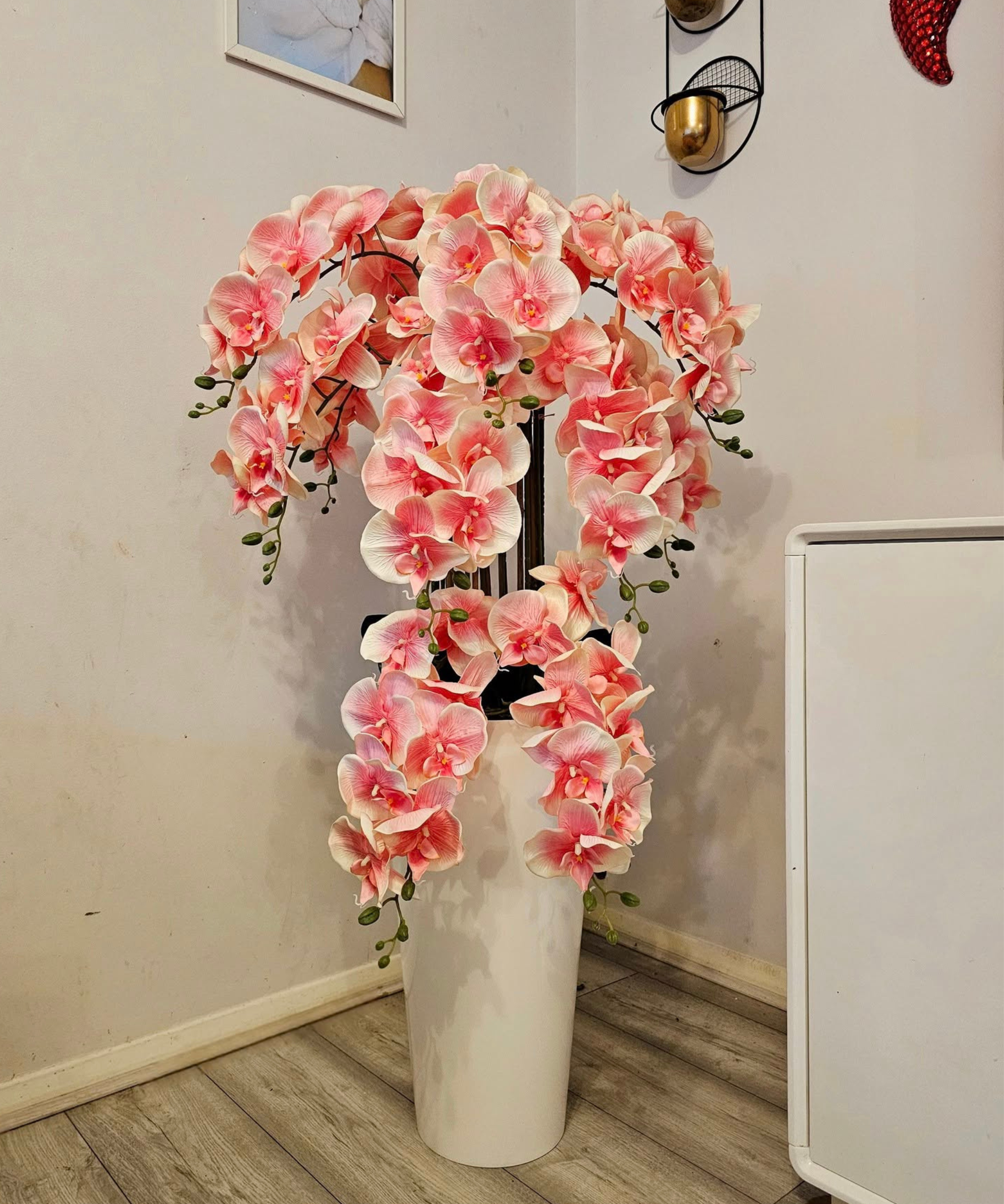 Orchidėja Jovita - Image 2