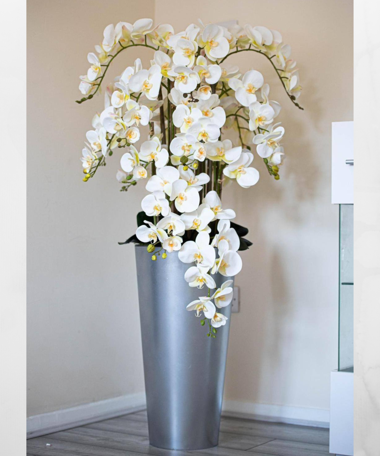 Orchidėja Katlėja