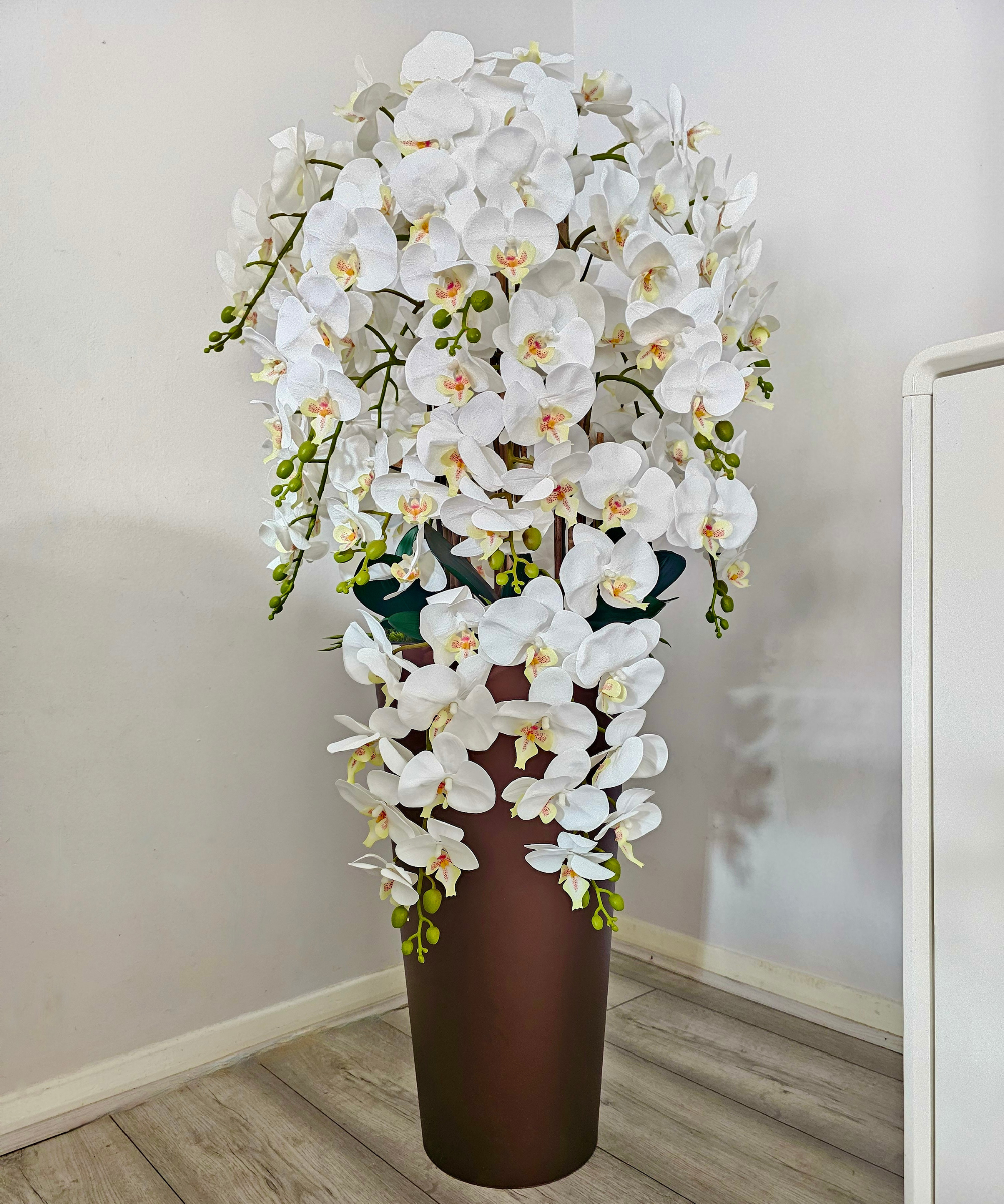 Orchidėja Ismena