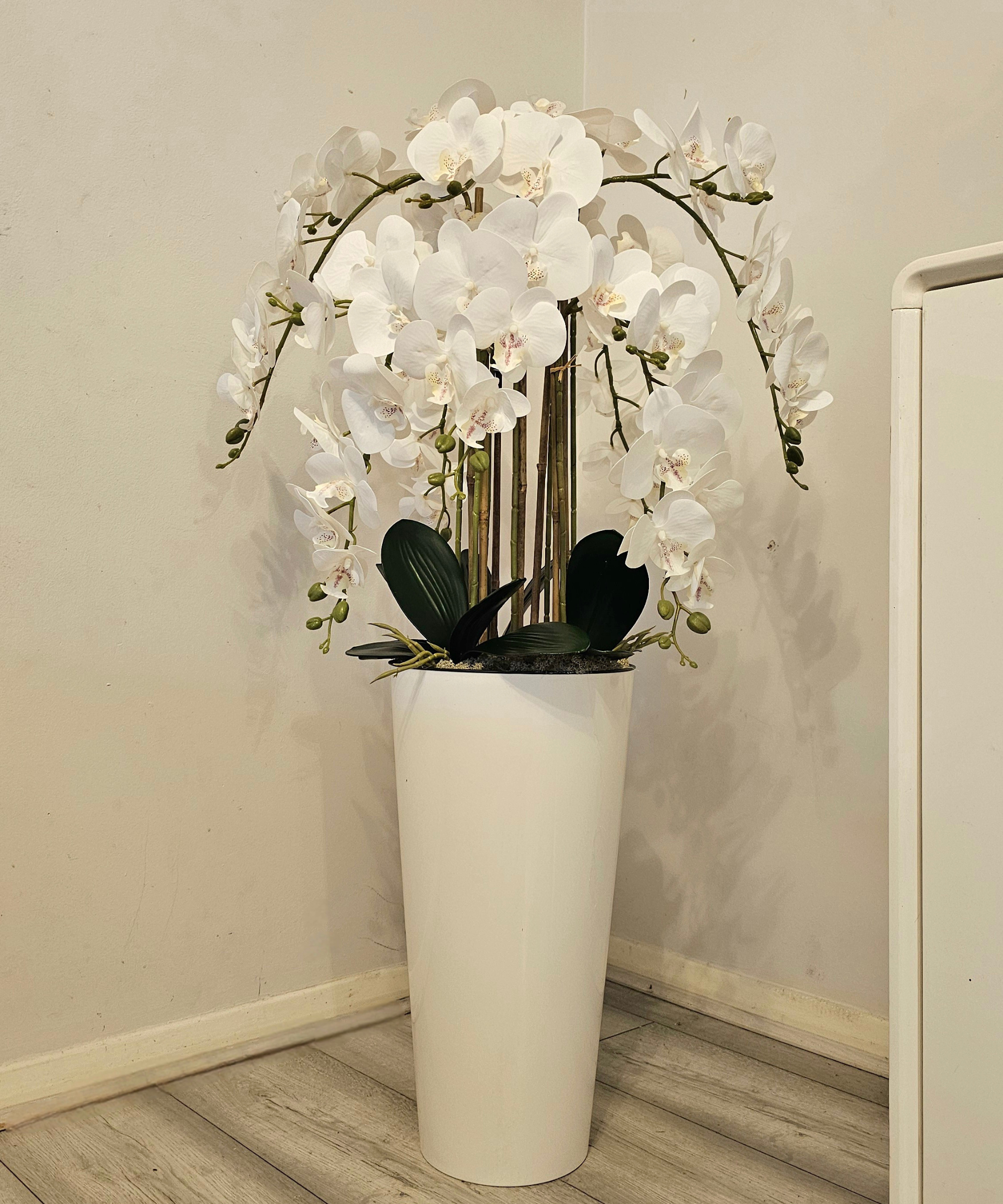 Orchidėja Patricia
